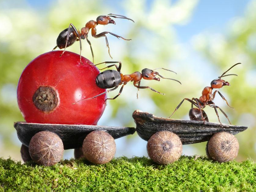 不同家族的蚂蚁为什么会打架?
