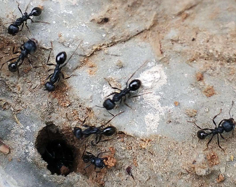 实际上,蚂蚁在寒冷的冬天根本就不活动,而是呆在其巢穴中冬眠