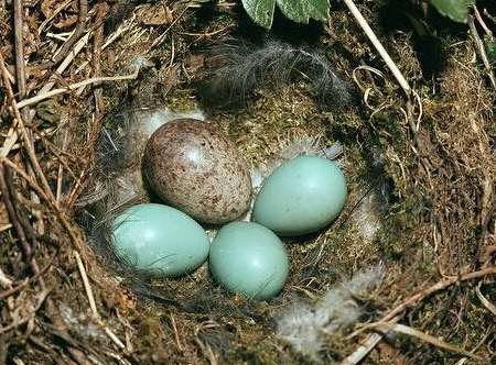 杜鹃为什么要把蛋下到别的鸟巢里?