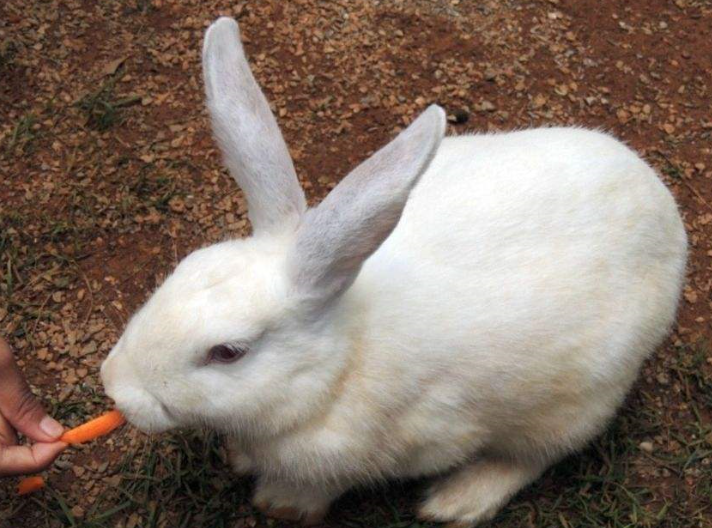 兔子耳朵特写图片