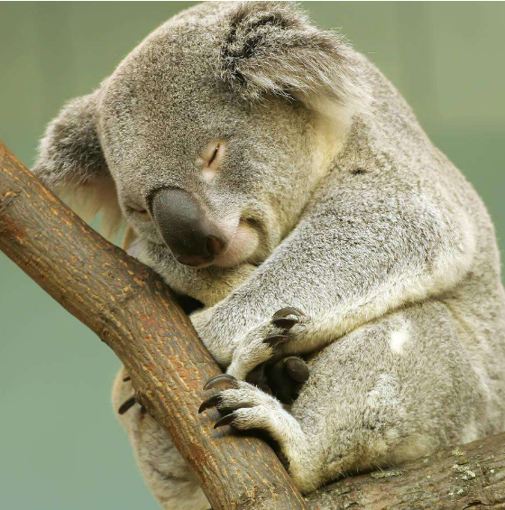 树袋熊为什么总睡觉?
