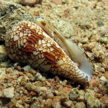 世界上最毒的海螺是什么?