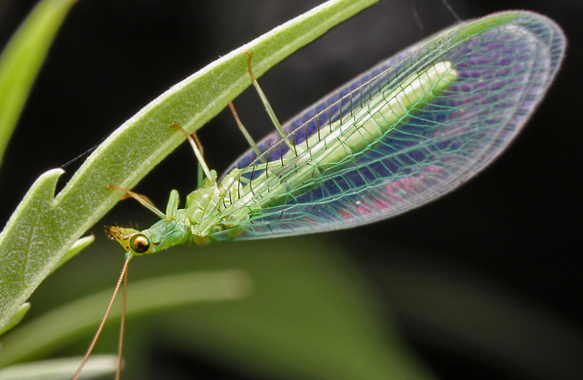 绿色虫子会飞翅膀图片