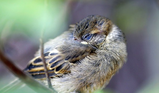 为什么鸟睡觉的时候经常眨眼?