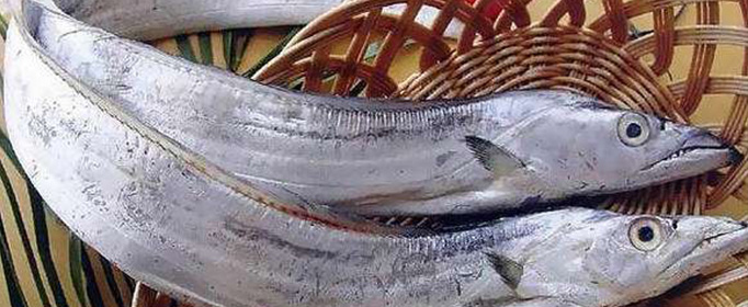 为什么菜市场上没有活的带鱼?