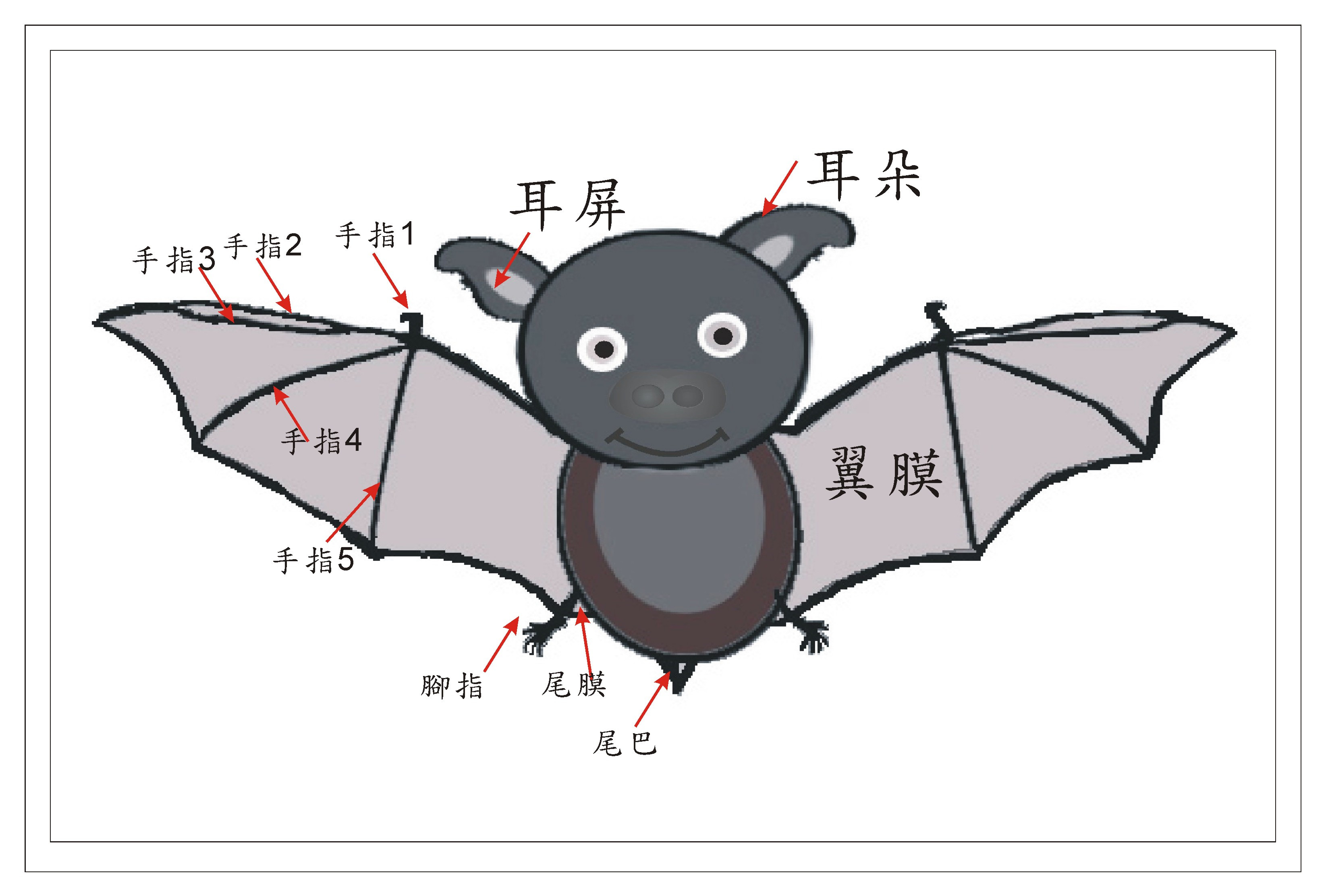 为什么蝙蝠会经常倒吊着优质