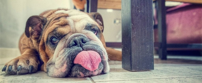 狗在天热时为什么会吐舌头?