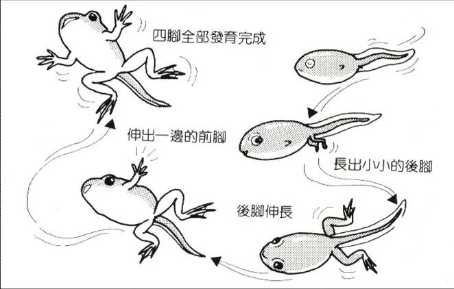 蝌蚪的小尾巴,也是在其发育过程中,出现类似情况,一些细胞程序化死亡