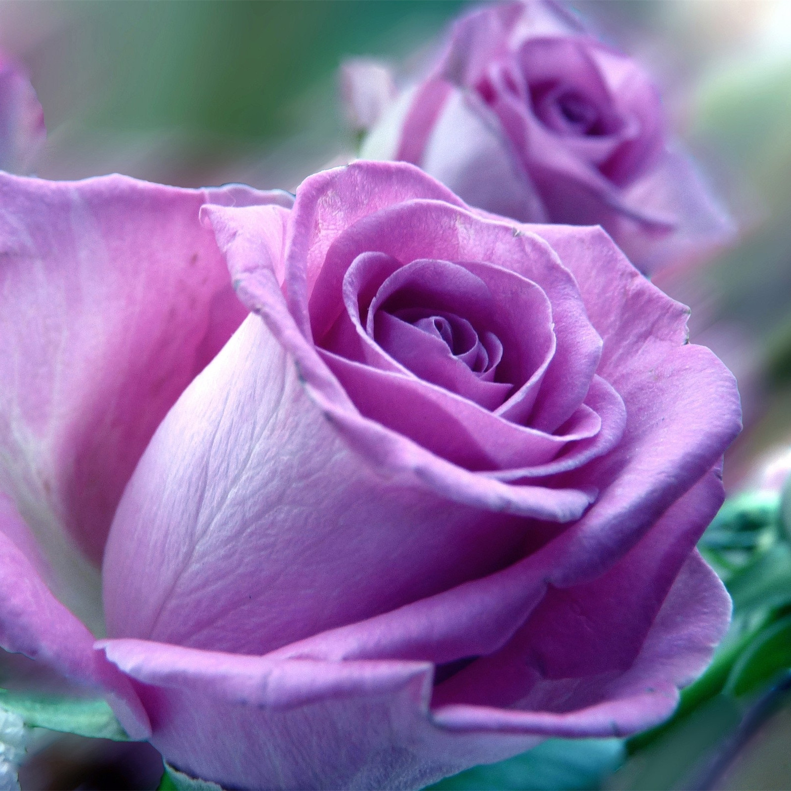 紫玫瑰品种及图片大全图片