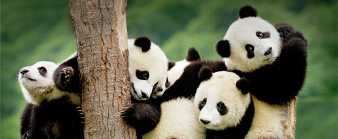 大熊猫生活在哪里？大熊猫是熊还是猫？插图5