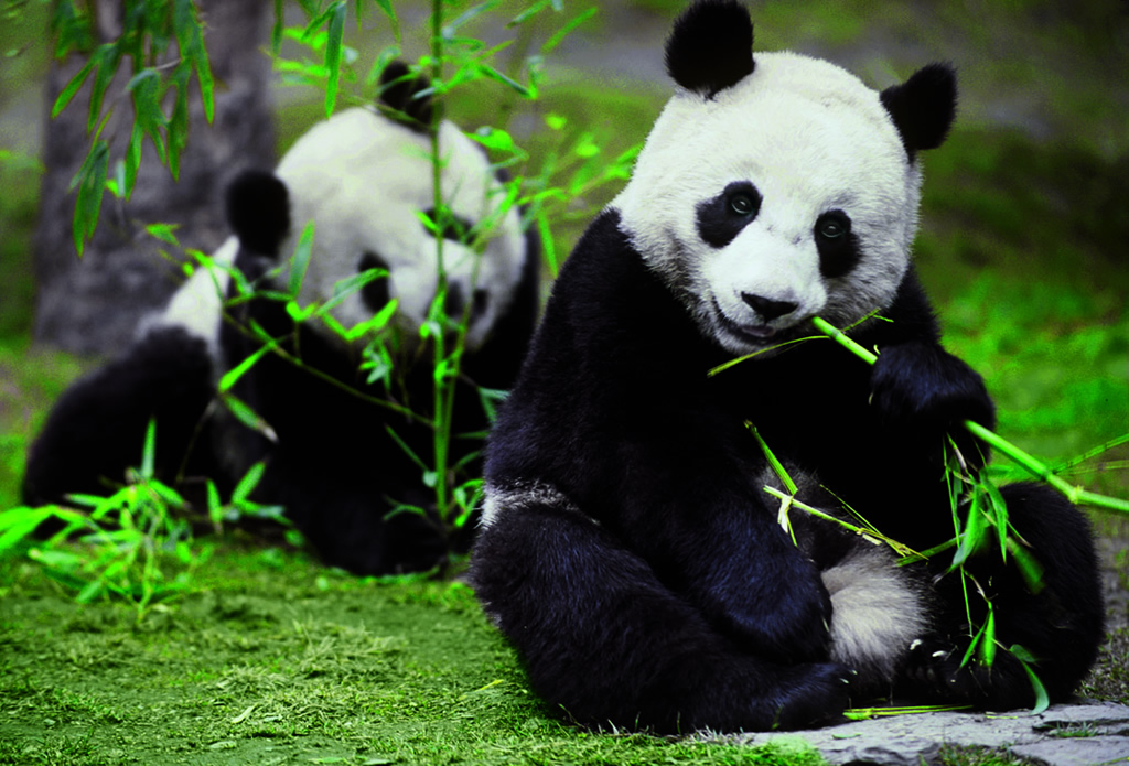 大熊猫生活在哪里？大熊猫是熊还是猫？插图6