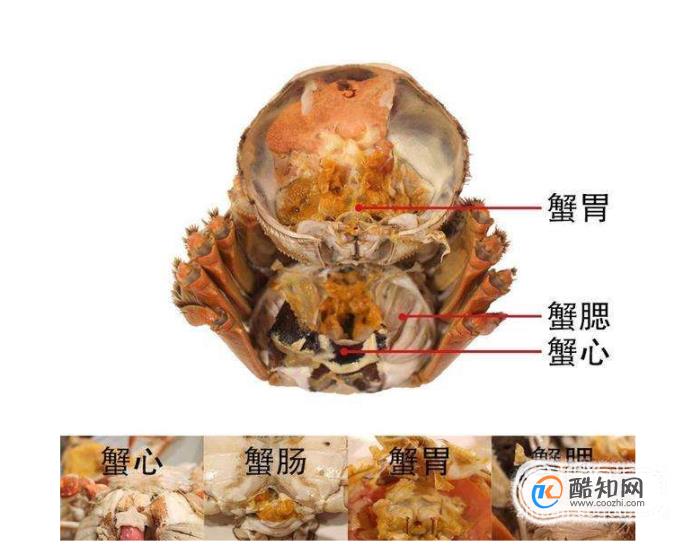 海螃蟹吃法分解图图片