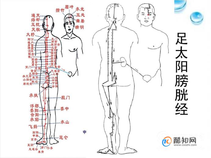 全身经络图解优质