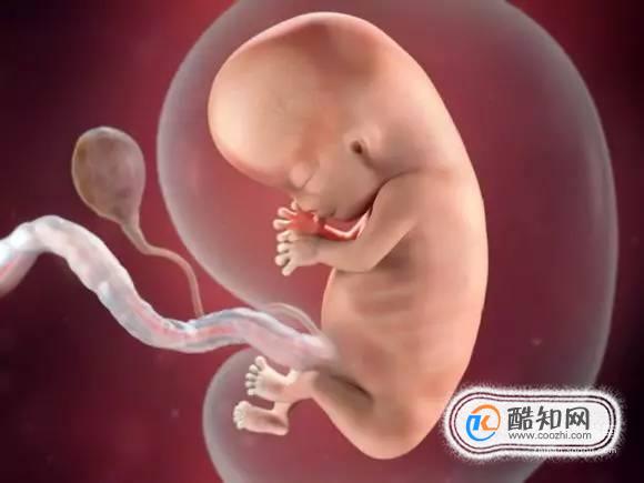 怀孕第四个月胎儿和准妈妈的症状优质