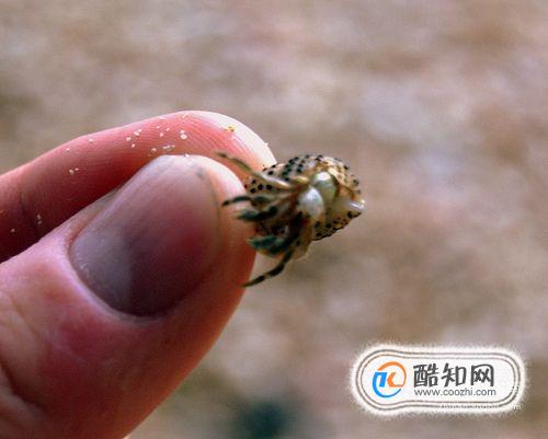 小椰子蟹幼体图片