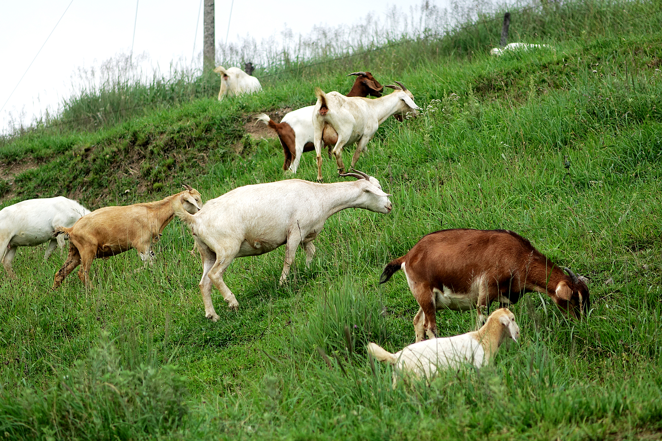 牛和羊为什么在春天特别容易得气胀病?
