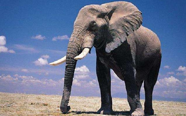 大象的祖先是谁图片图片