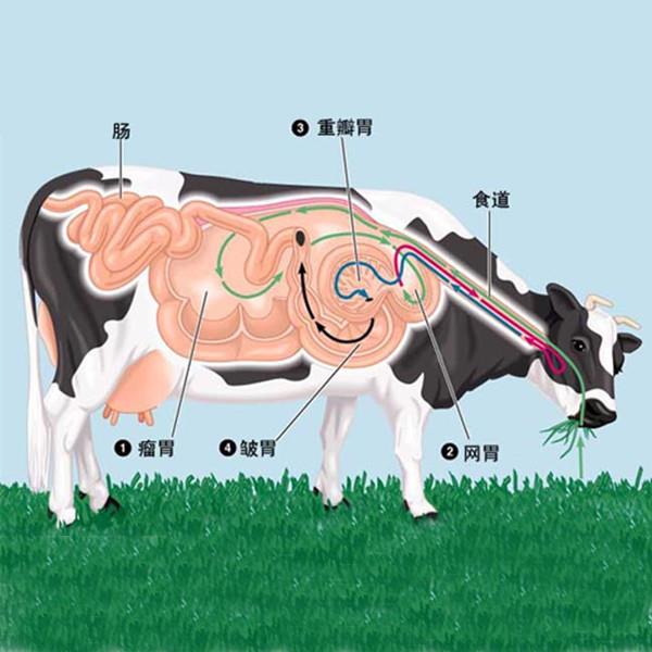牛有几个胃优质
