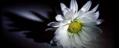 一支白菊花图片哀悼图片