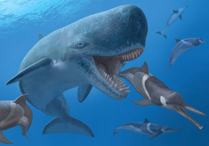 世界上最大的齿鲸图片