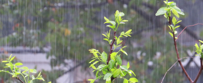 有关春雨像什么一样轻轻的落在地上的句子有哪些?优质