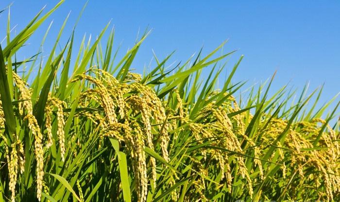 目前,杂交水稻技术和转基因水稻技术都在不断发展,具有良好的发展前景