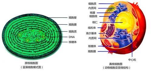 原核细胞和真核细胞的区别是什么?