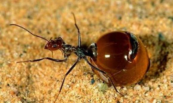 5,斗牛犬蚁斗牛犬蚁是世界上最危险的蚂蚁,体长可达37毫米,性情非常凶