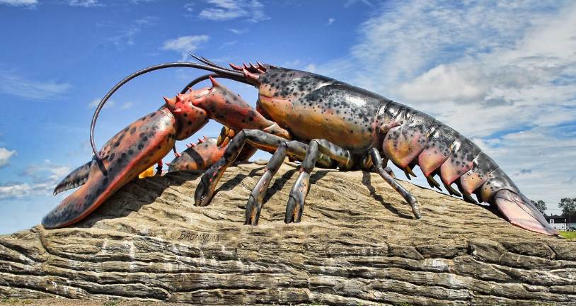 世界上最大的龙虾是什么品种优质