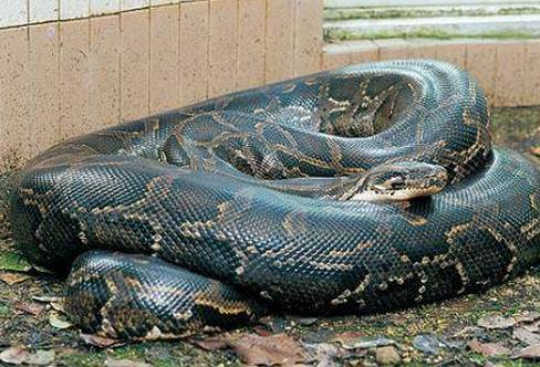 世界上最大的五条蛇图片